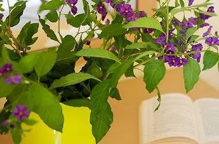 Hanioti Hotel 2* Ханиоти